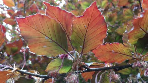 Copper Beech Fagus Sylvatica F Purpurea Underside Of Leaves Close