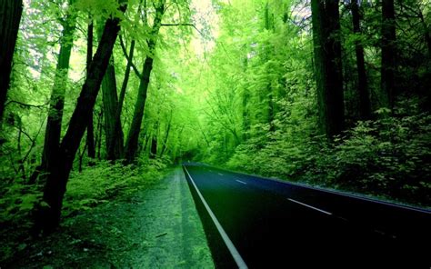 🔥 Forest Tree Nature Road Background Full Hd Download Cbeditz