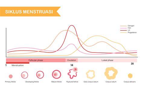 Penjelasan Siklus Menstruasi Pada Wanita Terlengkap Riset