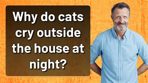 Why Do Cats Cry Outside The House At Night Youtube