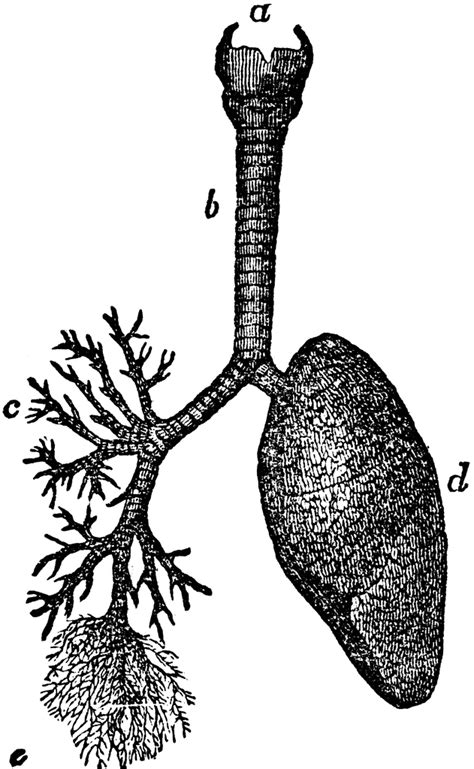 Structure Of The Lungs Clipart Etc