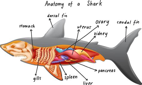 Shark Skeleton Diagram