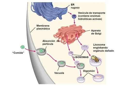 Las 10 Funciones Principales Del Aparato Golgi Como Funciona Que