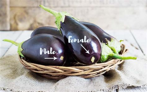 male female eggplant mighty mrs mighty mrs