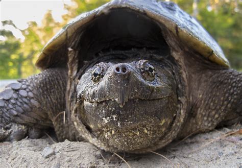 Snapping Turtle Chelydra Serpentina Greenup Greenup