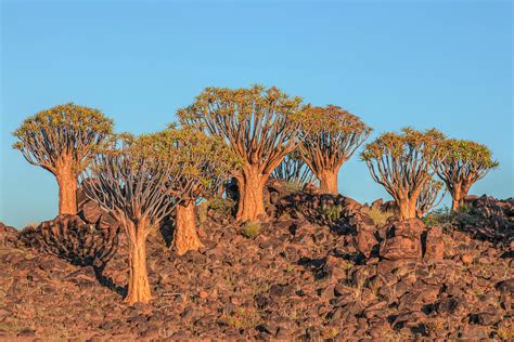 Quiver Tree Forest Namibia Photograph By Joana Kruse Pixels