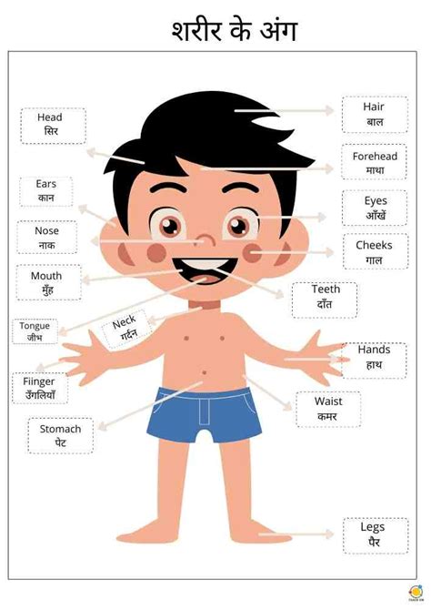 Parts Of The Body Hindi Teach On