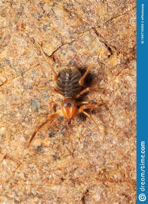 Zoologist frank indiviglio gives some insight to the ferocious looking wind scorpion, also known as the camel spider or sun scorpion on that reptile blog. Solifuge Known Variously As Camel Spiders, Wind Scorpions ...