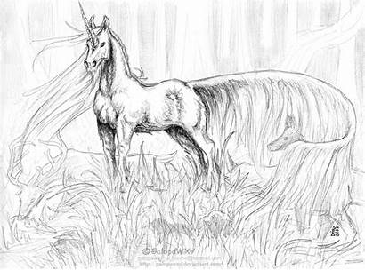 Unicorn Coloring Realistic Pages Animal