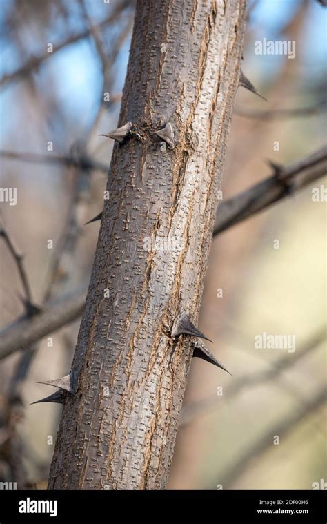 Tree Trunk With Thorns Northeast Oregon Stock Photo Alamy