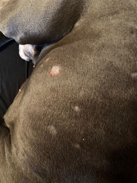 Small Scaly Bald Spots On My Pitbull A Few Months Ago It Got Better