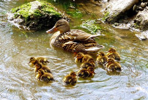 Baby Ducklings And Their Mom Photograph By Stephanie Parks Fine Art