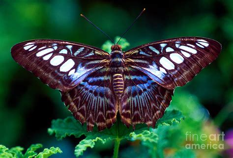 Blue Clipper Butterfly Photograph By Terry Elniski
