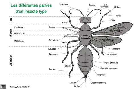 Anatomie Dun Insecte Type Et Le Jargon De Lentomologiste Le