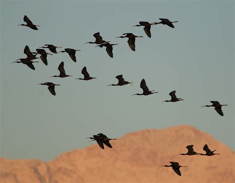 Mark James Pearson Israel 2017 Migrating Herons Storks And Ibises