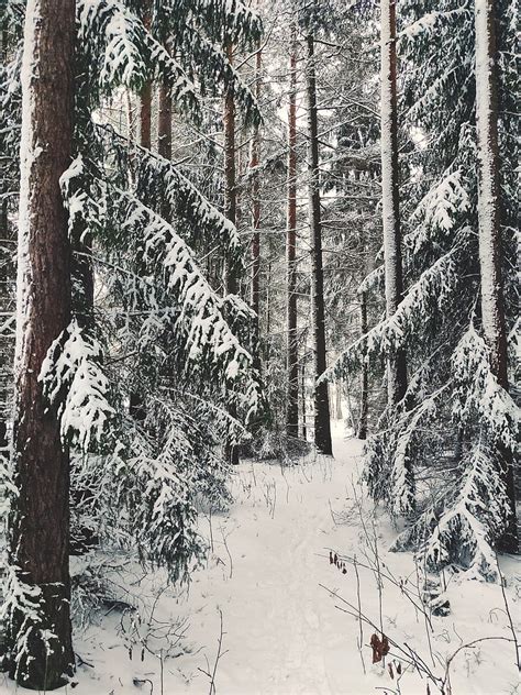4k Free Download Swedish Winter Snow Forest Sweden Tree Trees