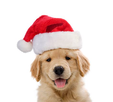 Santa Hat Stock Photos Pictures And Royalty Free Images Istock