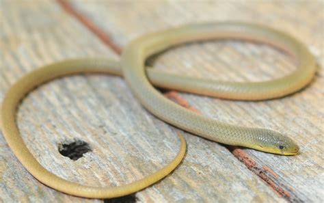 The island glass lizard may be distinguished from other legless lizard species by two dark stripes running down either side of the lizard's body and, sometimes, a dark line running. Olive Legless lizard - Delma inornata | found whilst ...