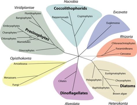 Phylogenetic Diversity Of Eukaryotes The Four Major Li Open I