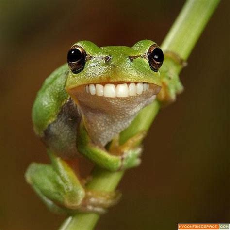 Pin By Julia Graf On That Cracks Me Up Funny Frog Pictures Frog