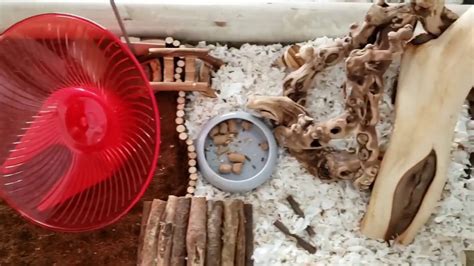 Ikea Detolf Naturalistic Hamster Cage Noodle Explores His New Setup