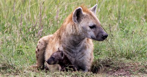 Notes From Kenya Msu Hyena Research Then And Now