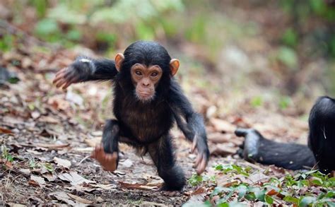 Baby Chimpanzee Facts About Young Chimpanzees
