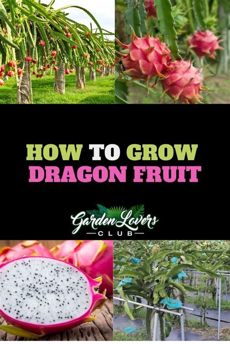 Production How To Grow Dragon Fruit Dragon Fruit Plant