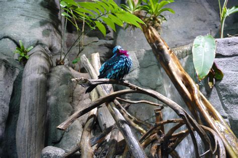 Fotos Gratis Rama Pájaro Fauna Silvestre Zoo Selva Pájaro
