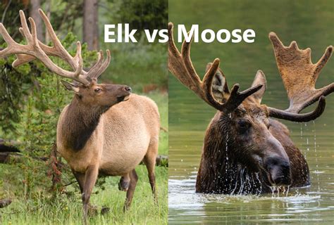 Elk Vs Moose Whats The Difference Animascorp