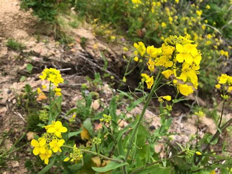 Wild Mustard Identification Foraging For Common Edible Weeds — Good