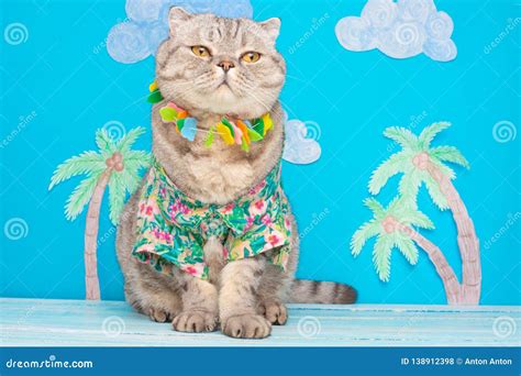 Funny Cat On Vacation In A Shirt With Flowers Palm Trees Relax Stock