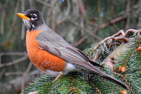 How Much Do You Know About The American Robin American Robin