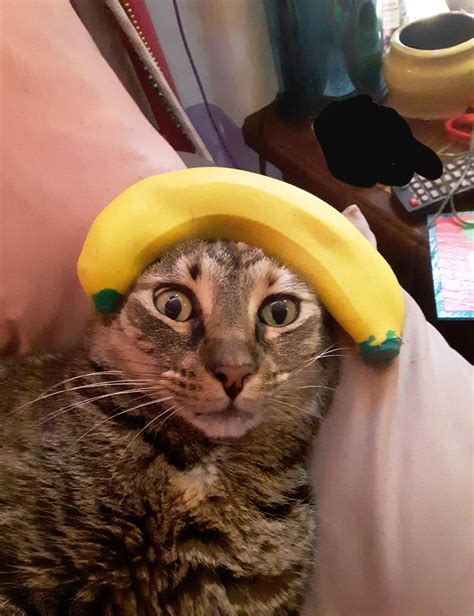 My Cat And Her Banana Odd Stuff Magazine