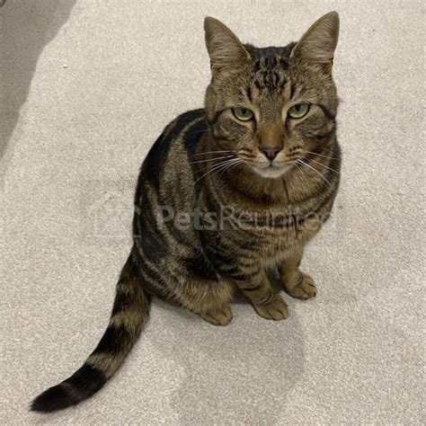 Lost Cat Tabby Cat Called Harry Southampton Area Hampshire