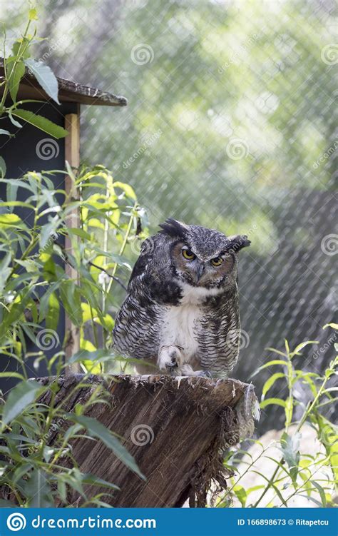 Great Horned Owl At The Zoo Stock Image Image Of Feather