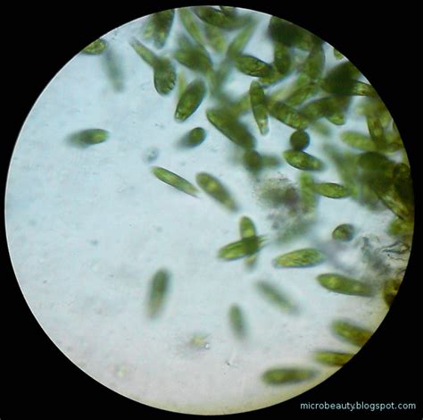 The Wonderful Microworld Green Colour Microorganisms In Water