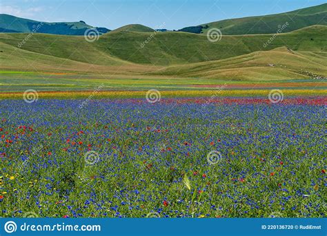 Lentil Flowering With Poppies And Cornflowers In Castelluccio Di Norcia