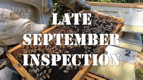 Late September Inspection Honey Bound Or Failing Queen