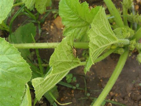 Other vegetables such as cabbage, cauliflower, kale, turnips and radishes all suffer the same fate. How to Naturally Get Rid of Squash Bugs | Garden pest control, Squash bugs, Garden pests