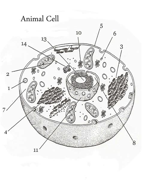 The diagram is very clear, and labeled; Animal Cells Drawing at GetDrawings | Free download