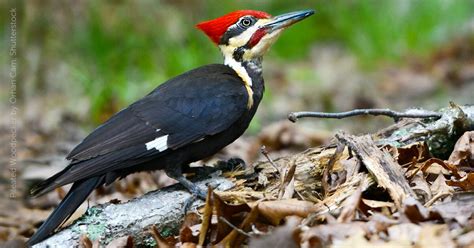 The head has a prominent red crest and cap, white face and neck stripes and a red moustache stripe, and large gray bill. Pileated Woodpecker | American Bird Conservancy