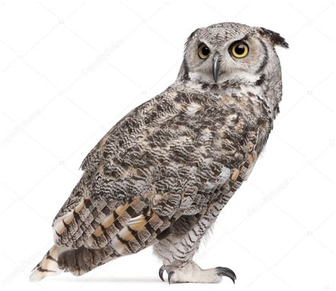 Almost any post related to stocks is welcome on /r/stocks. Great Horned Owl, Bubo Virginianus Subarcticus, in front of white background — Stock Photo ...