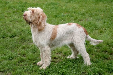 Your puppy needs to eat a puppy food diet for his first full year. Italian Spinone | Bil-Jac