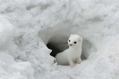 The Least Weasel Is The Smallest Member Of The Mustelidae Native To