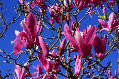 Pink Magnolia Flowers Spring Blooming Tree Photograph By Patti Baslee