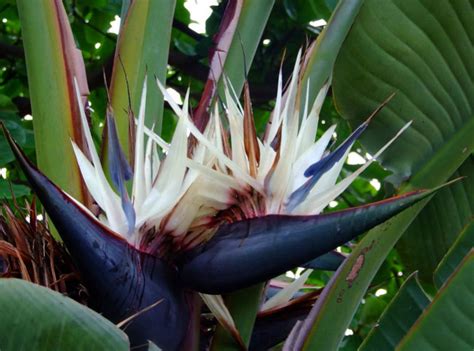 Live White Bird Of Paradise Plant Strelitzia Live Plant Well Rooted