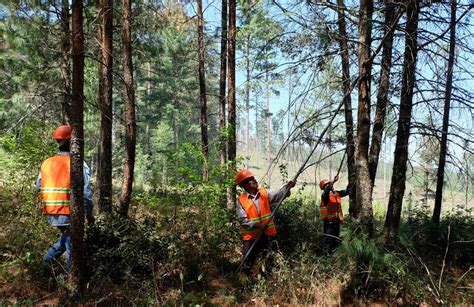 Perspectivas De La Certificación De Manejo Forestal Del Fsc En México