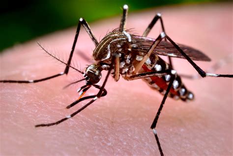 Uwmadison Researchers Begin Work On Zika Virus