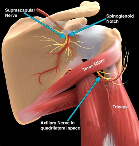 Suprascapular Nerve And Spinoglenoid Notch Shoulder Anatomy Anatomy Massage Therapy